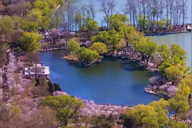 玉渊潭公园樱云漫，一池碧水倒映千树粉霞图片