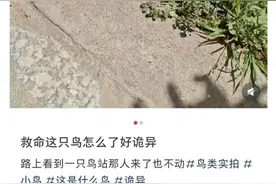 别碰！路边遇到这种诡异姿势的鸟，赶紧远离！图片