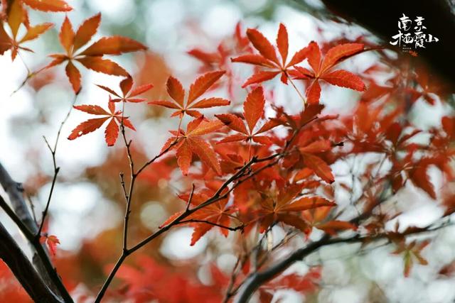 “今天我去栖霞山了！”
