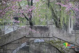 苏州珍珠塔园海棠花盛开图片