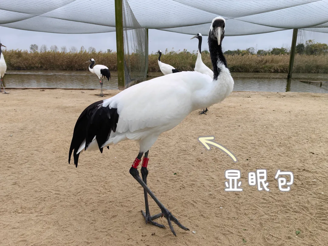 出发！去盐城！就现在！