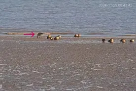 江阴长江边，突然出现！图片