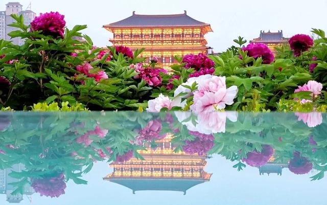 2026河南春季赏花地图来了