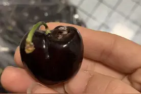 网友称吃车厘子后上吐下泻，山姆：可能吃太多了图片