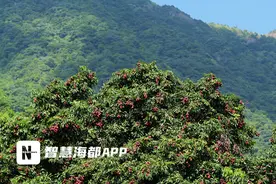 百年荔枝正青春！福清两千多株“状元红”进入采摘期图片