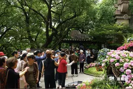 人气爆了！一年一度吴山八仙花展明起开幕，已有粉丝提前追花图片