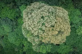位列“四川十大树王”榜首！2700岁红豆树花开满枝头，树上还发现珍禽图片