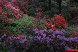 春日赏花指南！长沙杜鹃花上线，可持续到……（附长沙音乐厅十周年活动中奖名单）图片