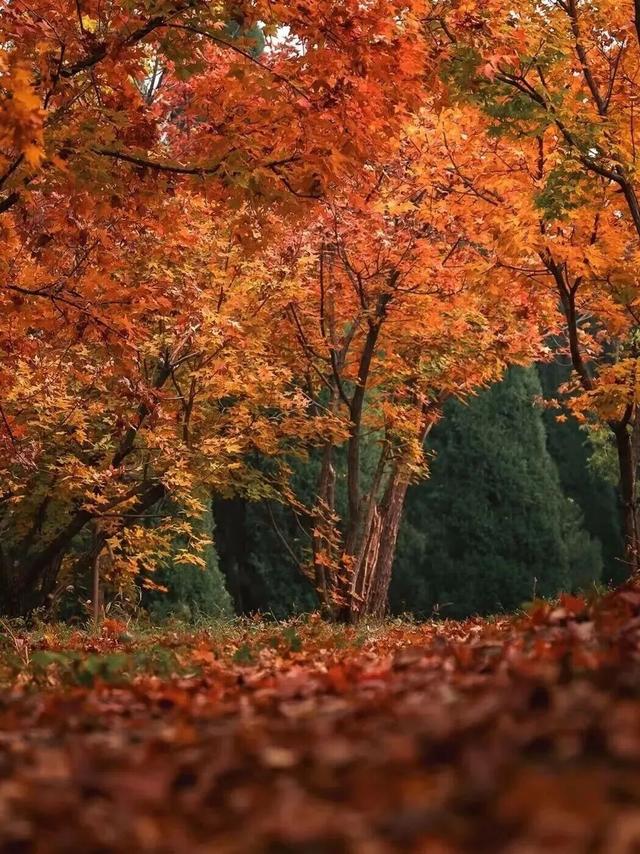 出色！洛阳这些最美场景等你解锁