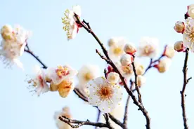 今年梅花花期推迟，即将迎来最佳观赏期图片