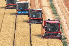 收麦插秧  夏日农忙（三夏进行时）图片