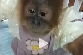 动物园猩猩幼崽穿衣扎辫引热议 园方称为保暖好看图片