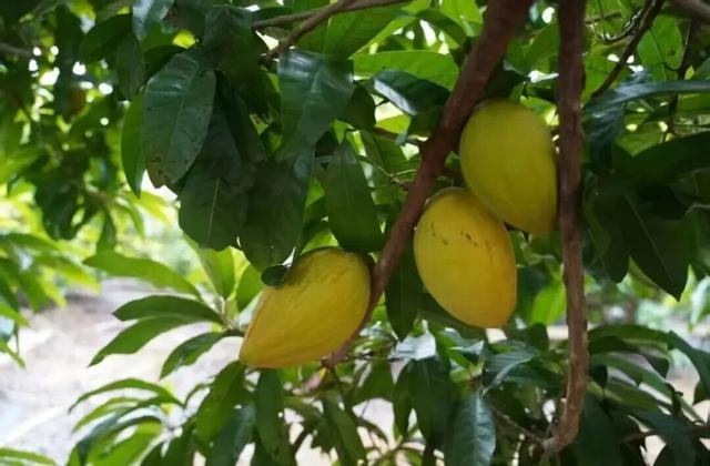 南宁冬季水果采摘全攻略 | 东北老铁、西北家人，告别猫冬！来南宁实现“水果自由”