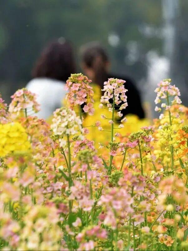 免费！火热！很多无锡人正在赶去