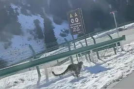青海一网友发布驾车追逐雪豹视频，野生动物救护中心：如导致雪豹受伤，属违法行为图片