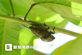 福州今年蝉鸣格外响亮？专家：数量没有大波动，但蟪蛄爆发期提前图片