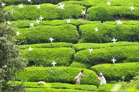 最美人间四月天#图片