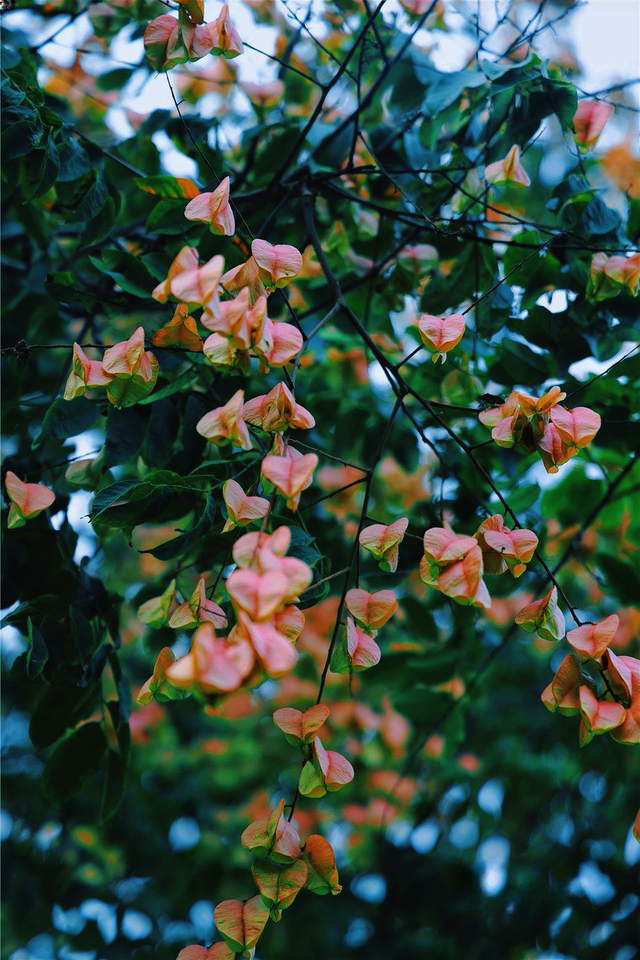 心动！宿城又涨“粉”了