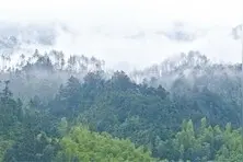 野猪种群如何调控图片