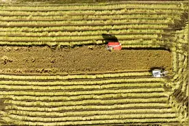 科技助力稳产增收 辽宁秋粮收获已近七成图片