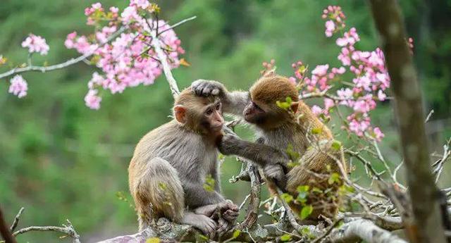 猕猴嬉闹、鸳鸯戏水、海棠映溪，屏南鸳鸯溪生态美景醉游人