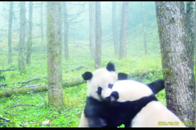 野生秦岭大熊猫“遛娃”被拍 带幼崽嬉闹玩耍近半小时图片
