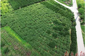 盛夏陆丰 瓜果飘香图片