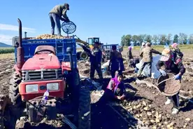 黑龙江宝清：土豆喜丰收 满地“金疙瘩”图片