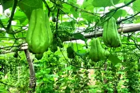 佛手瓜变身致富“小金瓜”，带动潍坊临朐瓜农增收图片