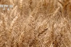 麦浪滚滚穗飘香，开镰收割！机收率超90% 小麦收割按下“快进键”图片