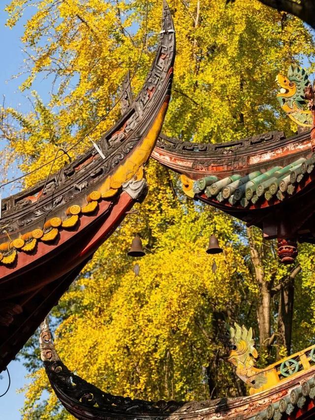 金灿灿！成都人的“顶流”上线，错过等一年！