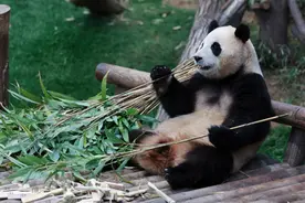 福宝、天宝、宝弟、宝妹，四只大熊猫即将回国图片