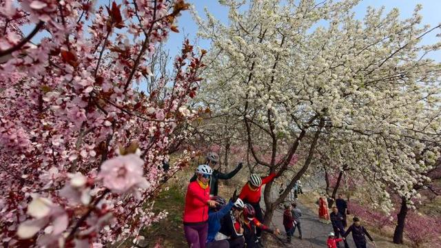 踏浪寻春！邹平临池梯田花海美出圈