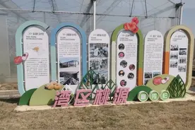 百亩桃花陆续绽放！赏花期持续到4月下旬→图片