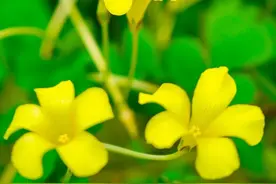 上海植物园酢（cù）浆草观赏季来临，赏花最佳时间推荐→图片