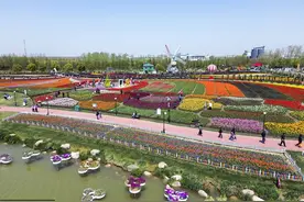 春游郁金香花海图片