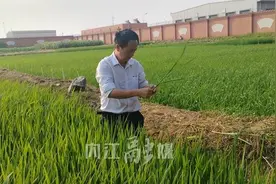 跨越山海的种子 种出共同的梦想——这位川籍水稻专家成了非洲兄弟的“真朋友”图片