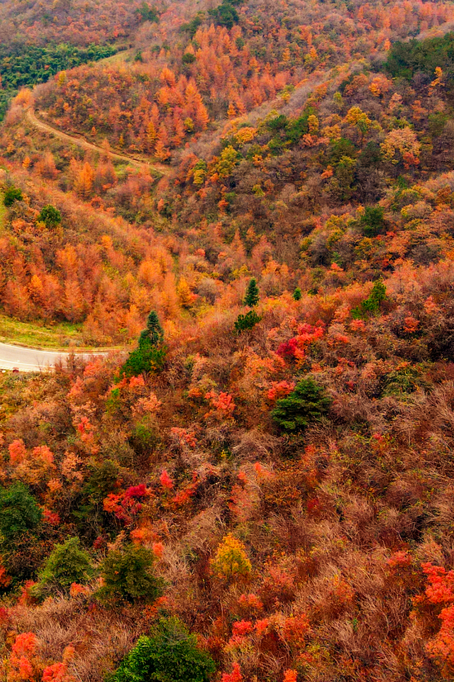 湖北有礼 | 免费领门票！打卡三峡红叶季，赴柴埠溪、百里荒金秋浪漫之约