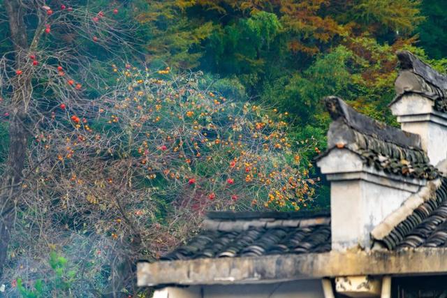 柿子挂满枝头！浙江古村的秋日盛宴，看完就想出发