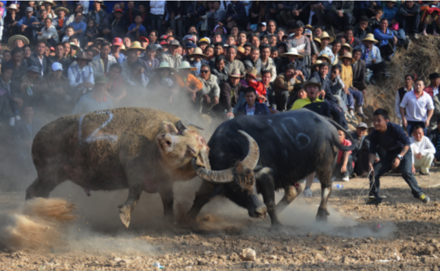 沉浸式漫游石林长湖 这份吃住行一站式攻略请查收
