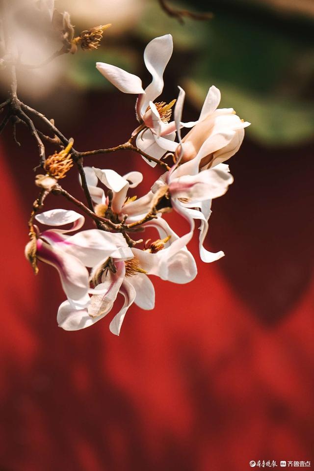 趵突泉玉兰“超前”绽放，泉城绝美春色已上线