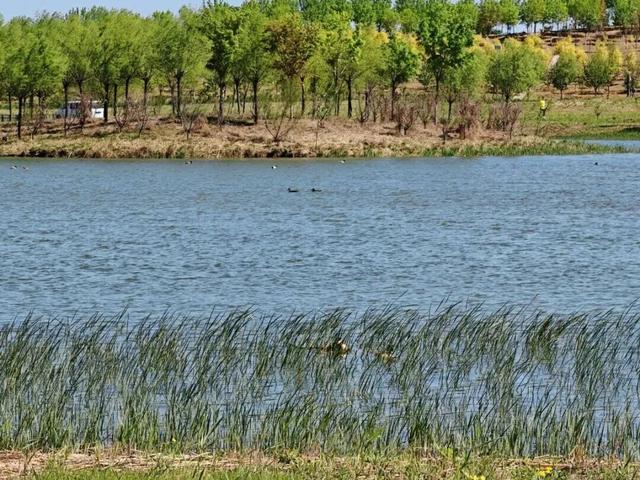 河畅、水清、岸绿、景美……宋庄蓄滞洪区二期开放！这里的“好”远超你想象！