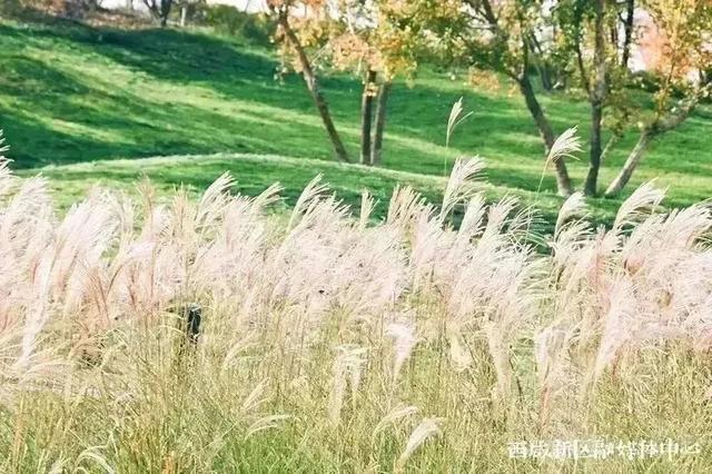 西安上新！高颜值秋景，正在加载！