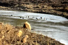 大雪时令，青州弥河国家湿地风光美如画图片