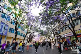 美好生活在云南｜在昆明邂逅紫色浪漫，五一期间的教场中路人气爆棚图片
