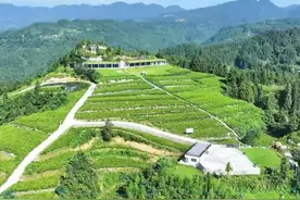 湖北恩施：“藤茶”出深山  铺就致富路图片