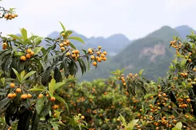 修文县六广镇：小小枇杷甜 致富路子宽图片