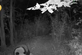 秦岭野生大熊猫首次现身这里！西安最新发现！图片