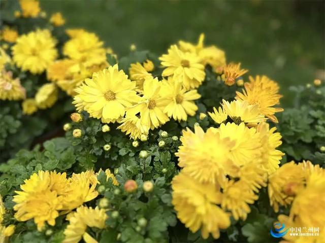 兰州植物园7000余盆菊花绘就秋日画卷