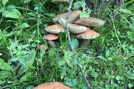 “打野”圈组团去川西捡菌子 医生：每年夏天是野生菌中毒高峰期，普通人最好别吃图片